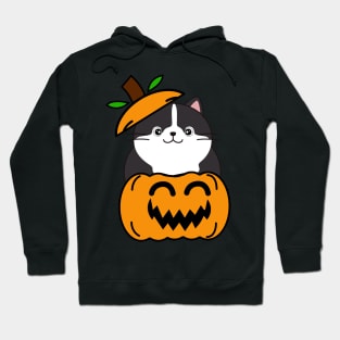 Cute Fat cat is in a pumpkin Hoodie